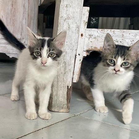 Shady Grove Healing Centre & Homestay W House Rules Please Read Before Booking Sanur Esterno foto